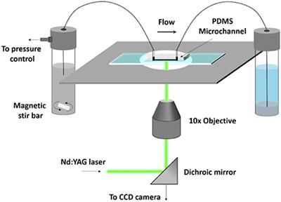 A Preliminary Computational Investigation Into the Flow of PEG in Rat Myocardial Tissue for Regenerative Therapy